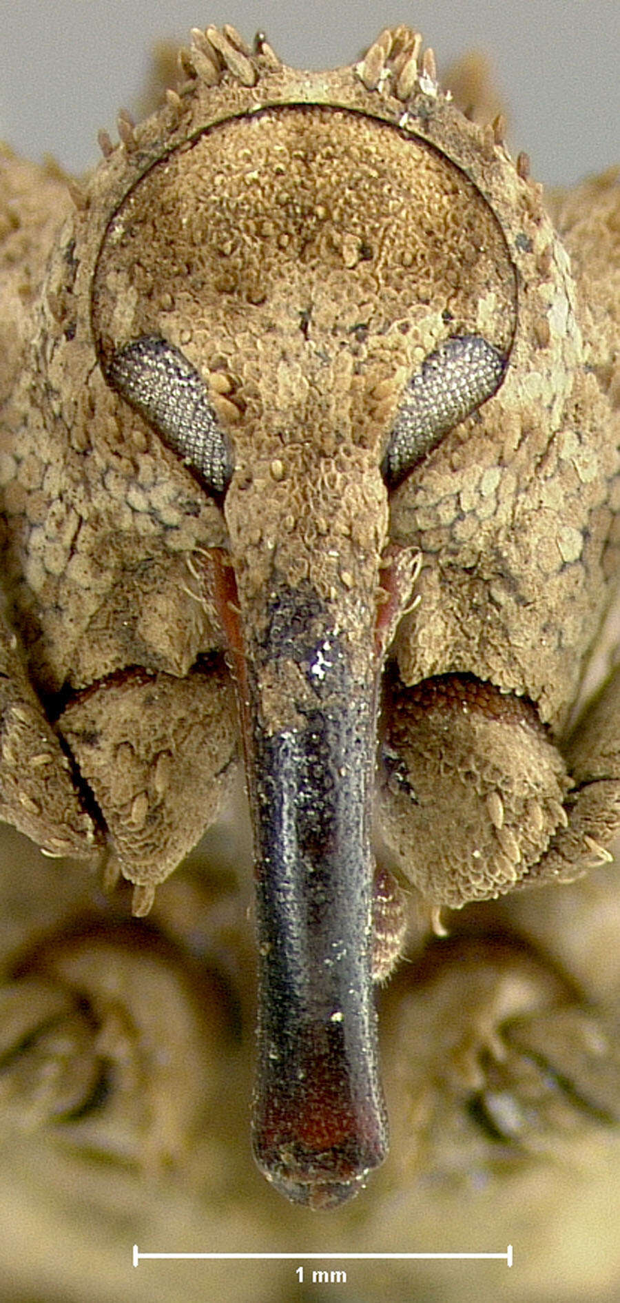 Image of Deretiosus concolor Zimmerman 1938