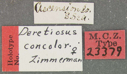 Image of Deretiosus concolor Zimmerman 1938