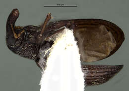 Image of Anthonomus cylindricollis Blatchley & Leng 1916