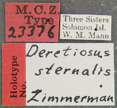 Image of Deretiosus sternalis Zimmerman 1938