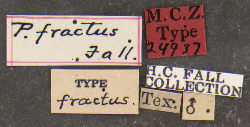 Image of Pachybrachis fractus Fall 1915