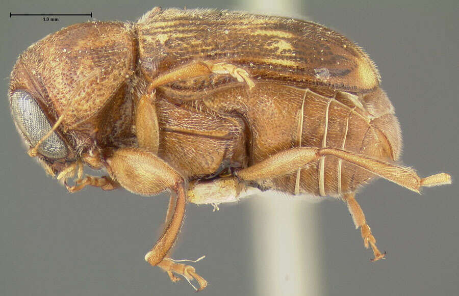 Image of Pachybrachis integratus Fall 1915