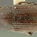 Image of Baris cuneipennis Casey & T. L. 1892