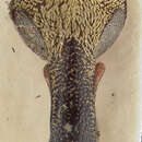 Image of Rhinochenus fiedleri Whitehead 1976