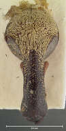 Image of Rhinochenus fiedleri Whitehead 1976