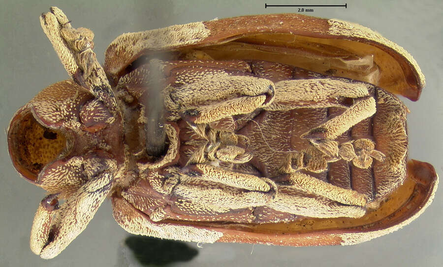 Image of Rhinochenus fiedleri Whitehead 1976