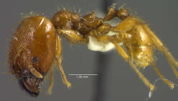 Image of <i>Pheidole praeses</i>