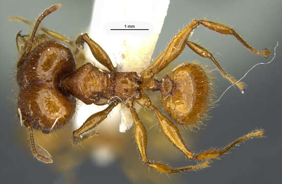 Image of <i>Pheidole praeses</i>