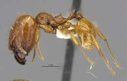 Image de <i>Pheidole praeses</i>