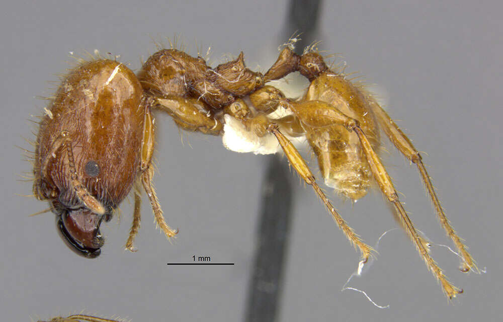 Image de <i>Pheidole praeses</i>