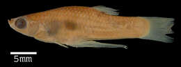 Image of Metallic Topminnow