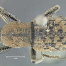 Image of <i>Rhinostomus thompsoni</i>