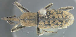 Image of <i>Rhinostomus thompsoni</i>