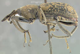Image of <i>Rhinostomus thompsoni</i>