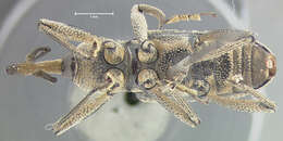 Image of <i>Rhinostomus thompsoni</i>