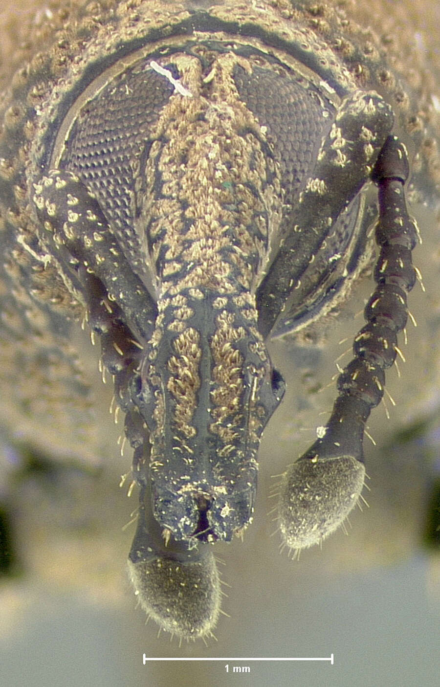 Image of <i>Rhinostomus thompsoni</i>