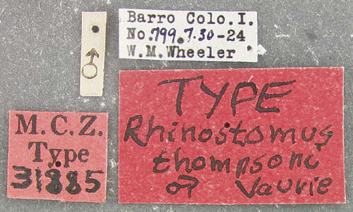 Image of <i>Rhinostomus thompsoni</i>