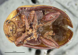 Image of Sumac Flea Beetle