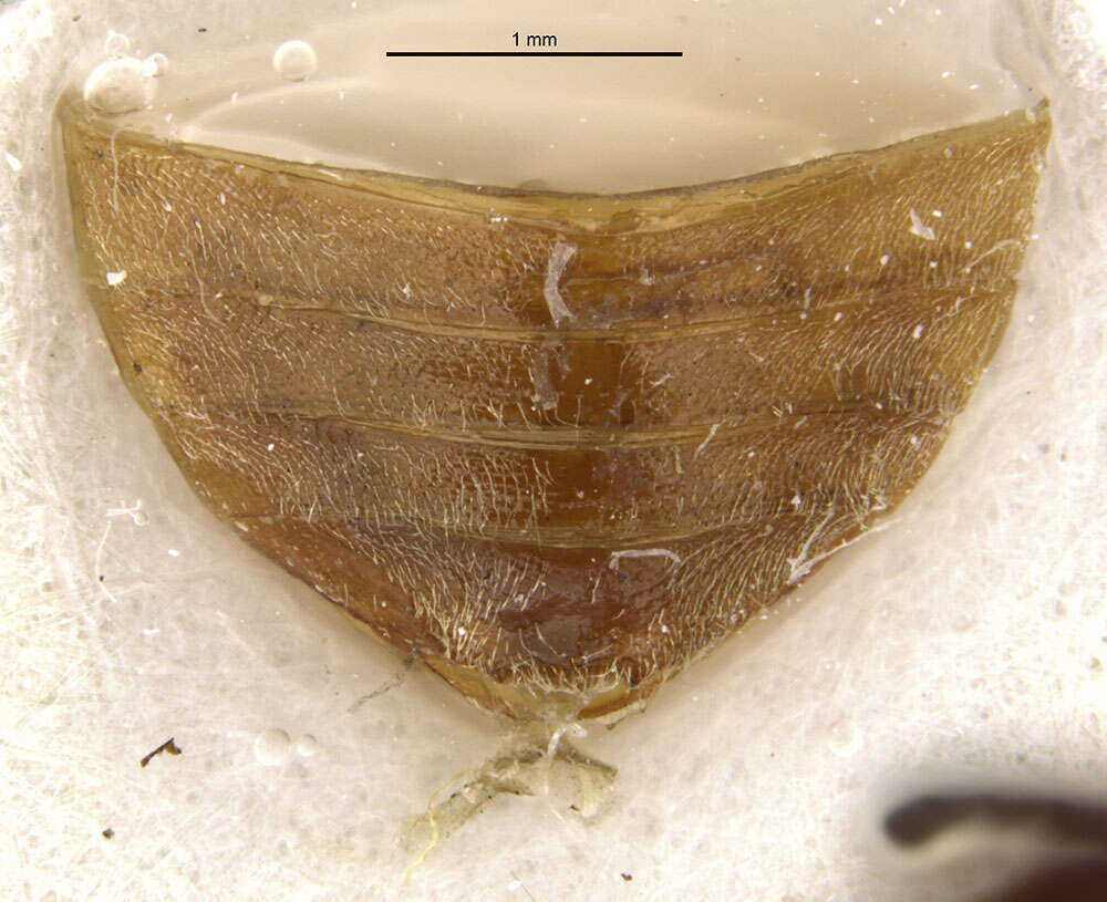 Image of Sumac Flea Beetle