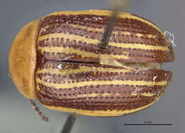 Image of Sumac Flea Beetle