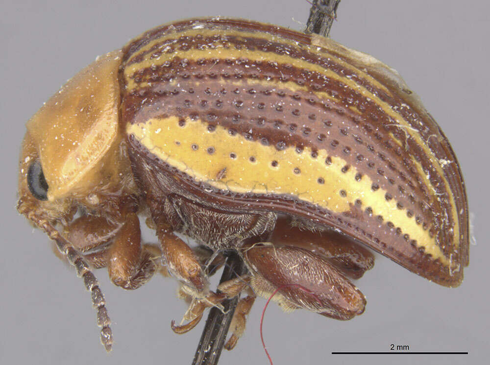 Image of Sumac Flea Beetle