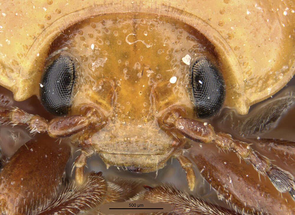 Image of Sumac Flea Beetle