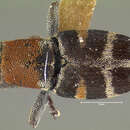 Image of Helleriella rubricollis Hespenheide 1980