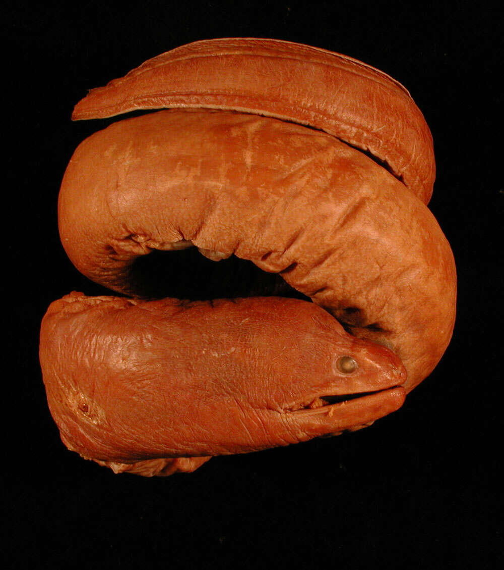 Image of Sharktooth Moray