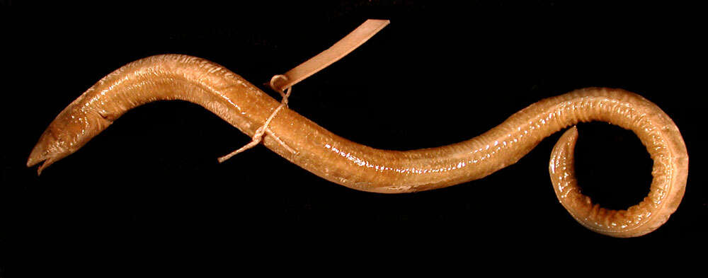 Image of spaghetti eels