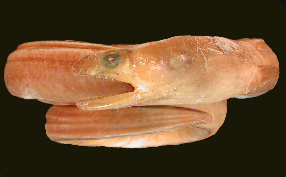 Image of Antillean snake eel
