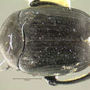 Image of <i>Spermophagus newtoni</i>