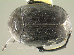 Image of <i>Spermophagus newtoni</i>