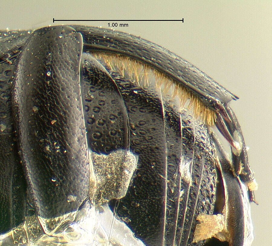 Image of <i>Spermophagus newtoni</i>