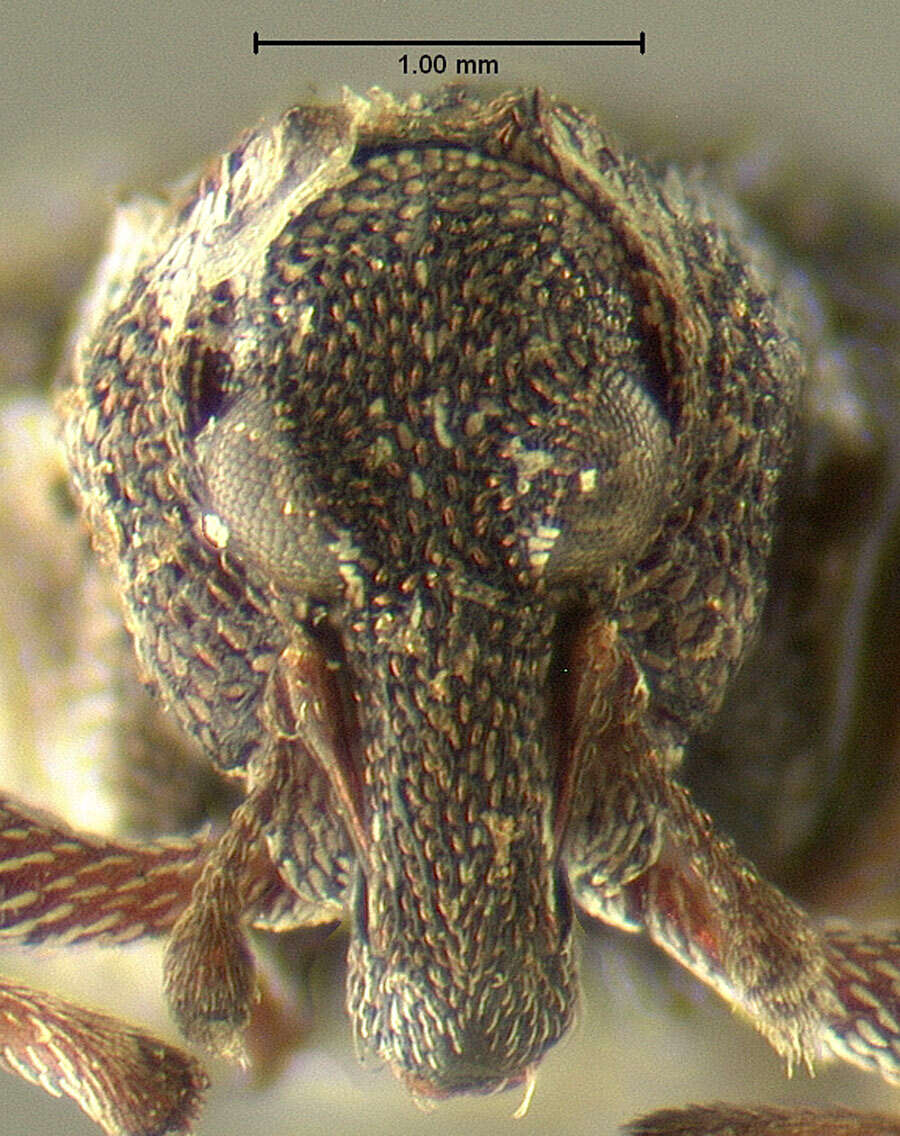 Image of Pelenomus asperulus Dietz 1896