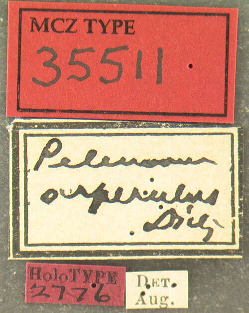 Image of Pelenomus asperulus Dietz 1896