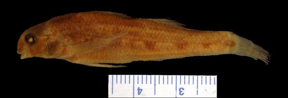 Image of Snubnose Darter