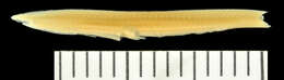Image of Epigonichthys maldivensis (Forster Cooper 1903)