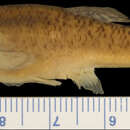 Image of Bandfin splitfin