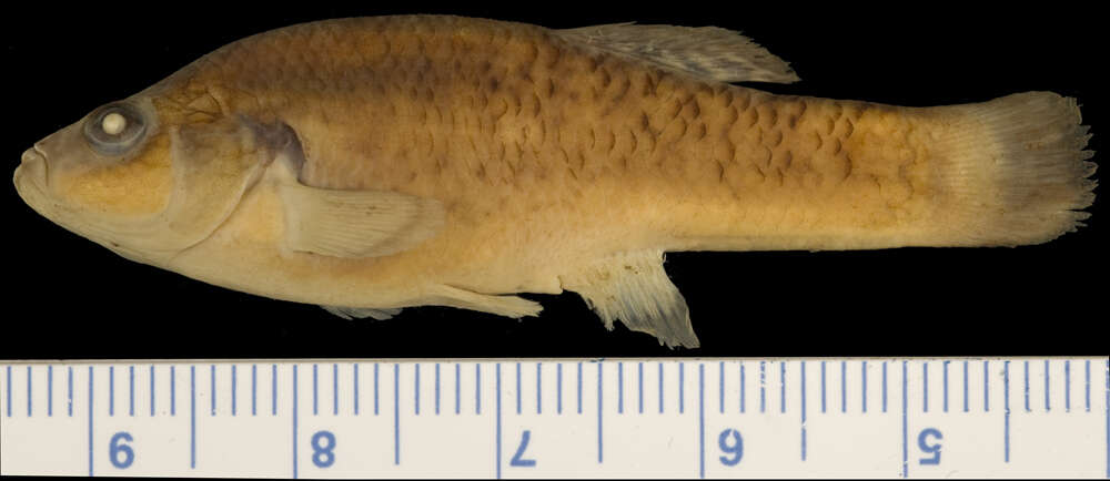 Image of Bandfin splitfin