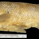 Image of Giant killifish