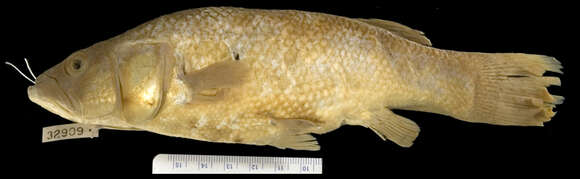 Image of Giant killifish