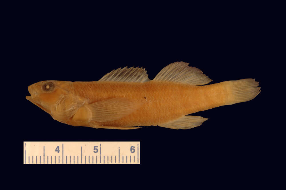 Sivun Etheostoma caeruleum Storer 1845 kuva