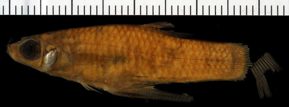 Image of Singlespot Topminnow