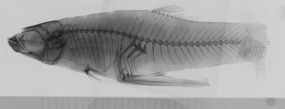 Plancia ëd Girardinus uninotatus Poey 1860