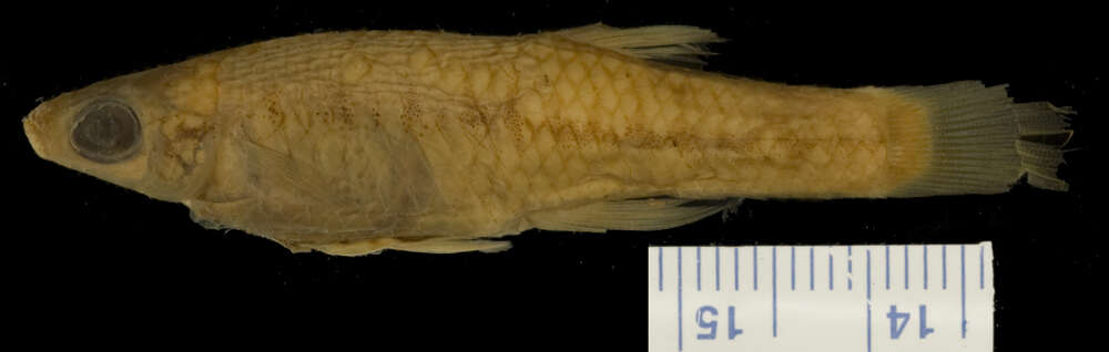 Image of Cuban Topminnow