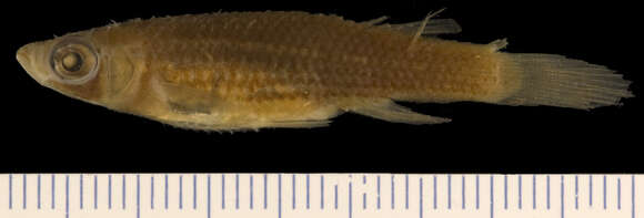 Image of Bayou Topminnow