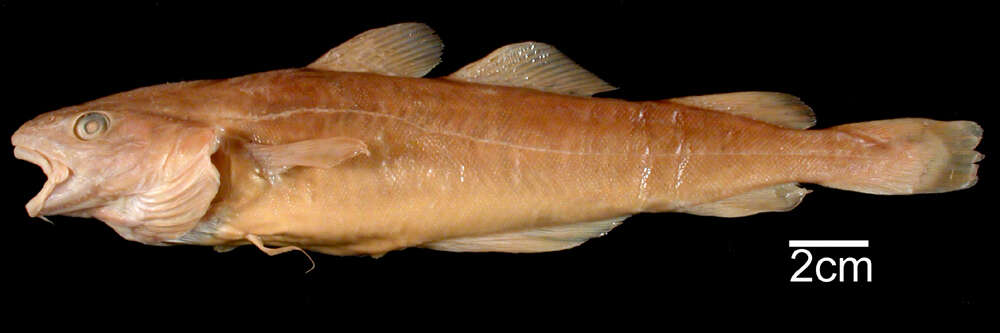 Image of Atlantic cod