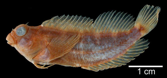 Image of Barred Blenny