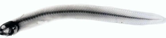 Image of Small-spot eel-blenny