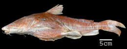 Image of Sculptured sea catfish